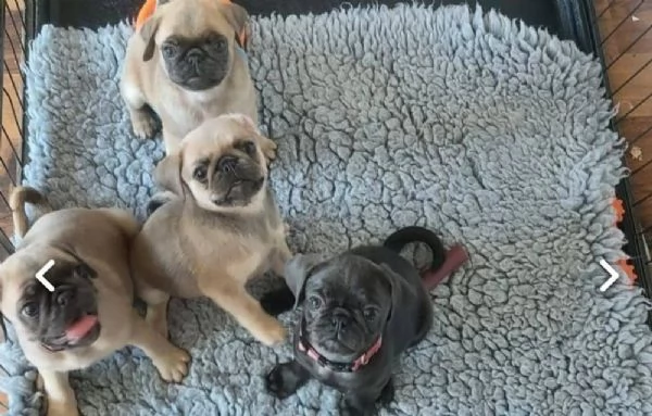 REGALO Cuccioli carlino