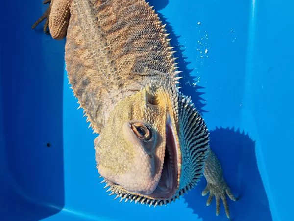 Drago barbuto  | Foto 6