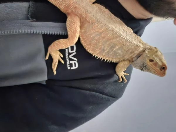 Drago barbuto  | Foto 5