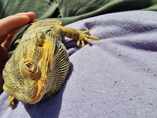 Drago barbuto  | Foto 4