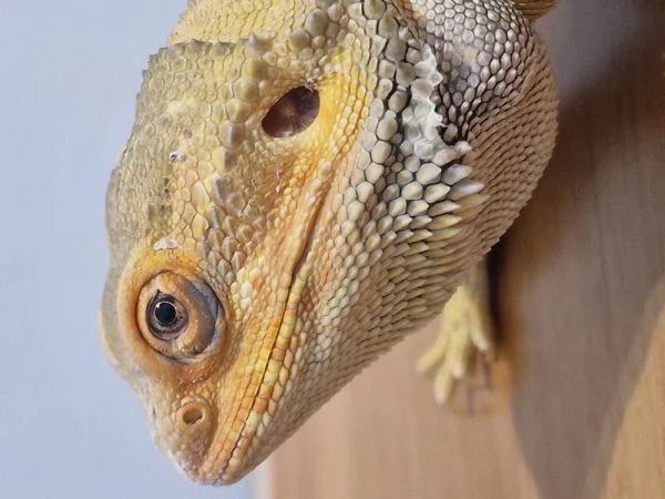 Drago barbuto  | Foto 3