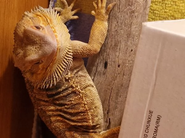 Drago barbuto  | Foto 2