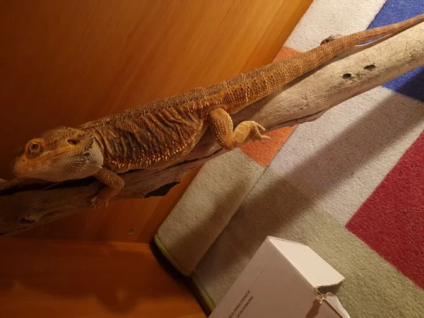 Drago barbuto  | Foto 1