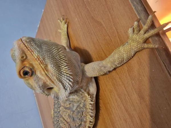 Drago barbuto  | Foto 0