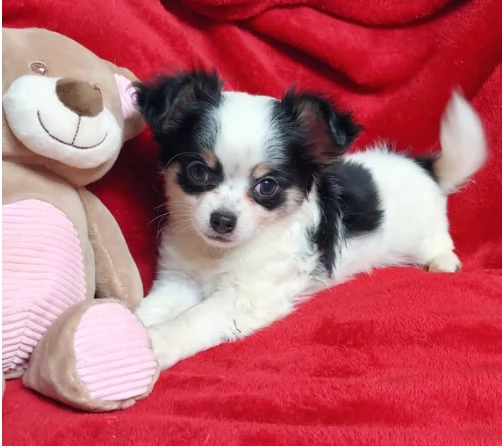 Disponibili cuccioli di chihuahua a pelo lungo e corto | Foto 0