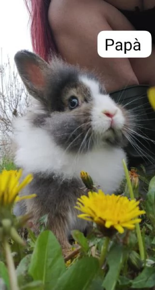 Coniglietti nani testa di leone e ariete