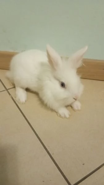 Coniglietti nani testa di leone e ariete | Foto 3