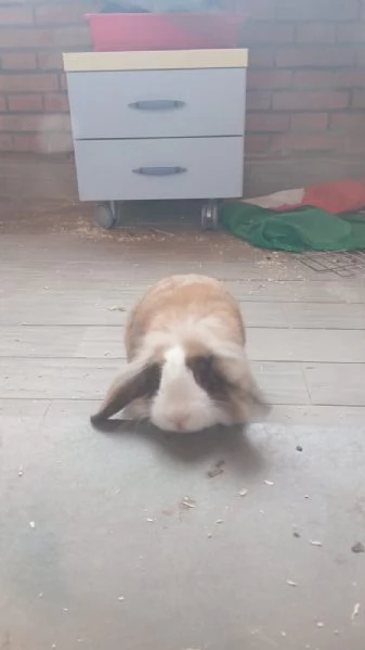 Coniglietti nani testa di leone e ariete | Foto 2