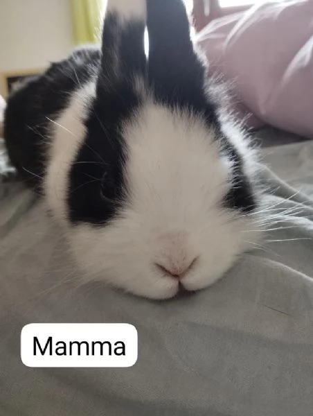 Coniglietti nani testa di leone e ariete | Foto 1