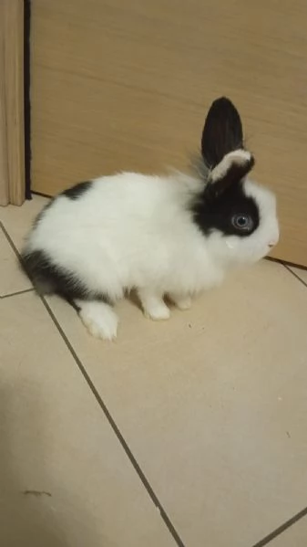 Coniglietti nani testa di leone e ariete | Foto 0