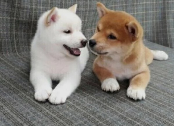 REGALO due cuccioli di Shiba Inu per l'adozione disponibili per una buona case, i cuccioli sono ben 