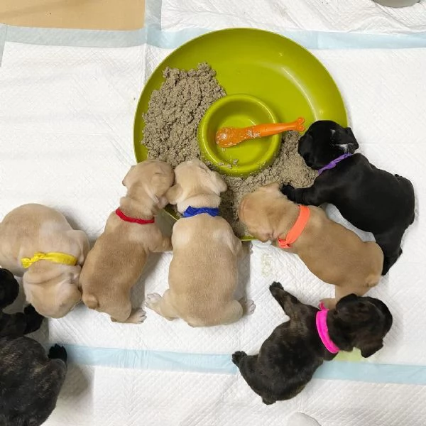 Regala cuccioli di bulldog francese | Foto 3