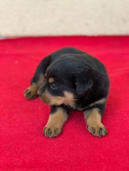 Regala cuccioli di Rottweiler | Foto 1
