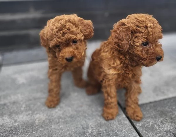 Cuccioli di barboncino toy regalo | Foto 2
