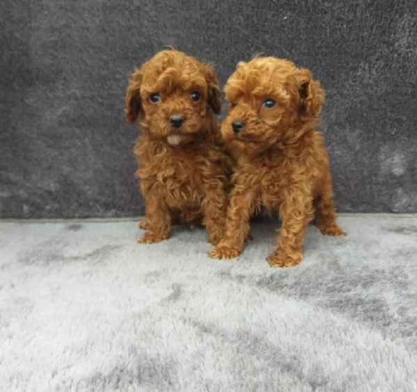 Cuccioli di barboncino toy regalo | Foto 1
