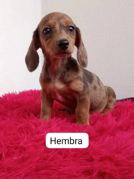 Regalo cuccioli di bassotto | Foto 0