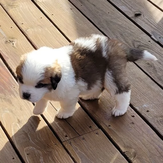 Regalo adorabili cuccioli san bernardo femminucce e maschietti disponibili