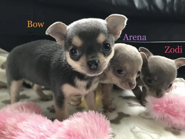Regalo cuccioli di chihuahua Mini toy 