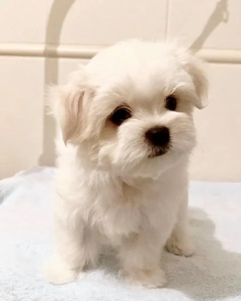 Cuccioli Maltese toy dai 3 ai 4 mesi  | Foto 0