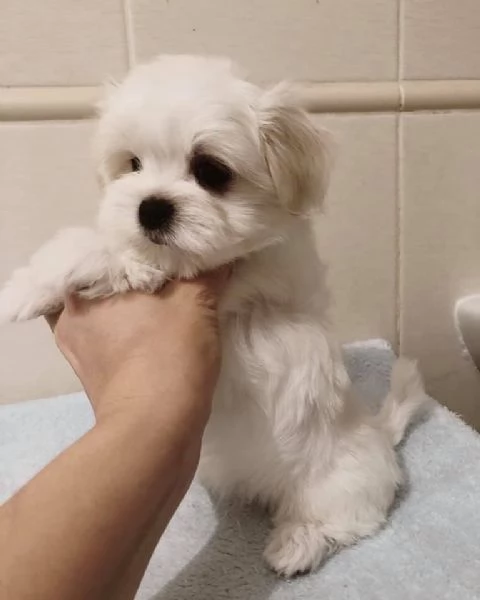 Cuccioli Maltese toy dai 3 ai 4 mesi 