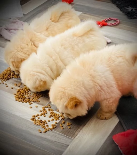 adorabili cuccioli di chow chow IN ADOZIONE GRATUITI