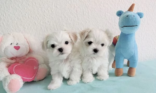 Maschio e femmina Maltese | Foto 0