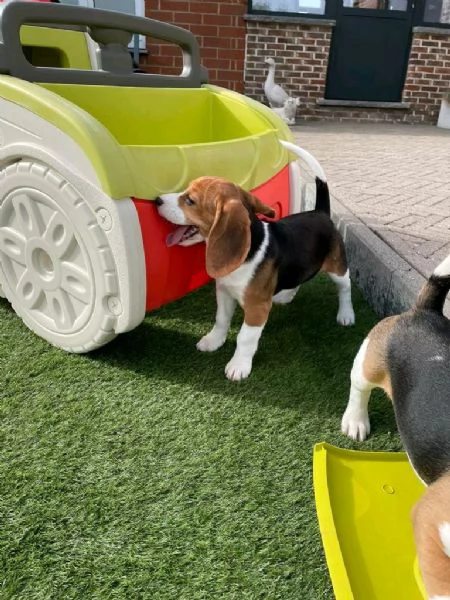 Regala cuccioli di Beagle | Foto 1
