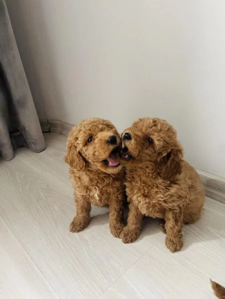 Regala cuccioli di barboncino | Foto 0