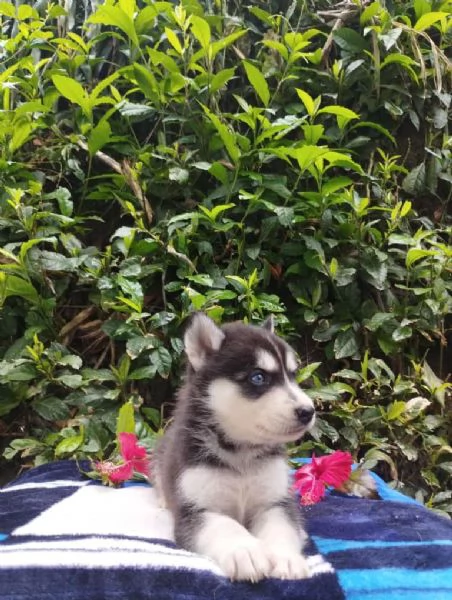 Regala cuccioli di Husky