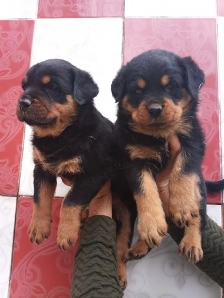 Regala cuccioli di Rottweiler