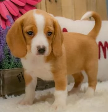  Regalo Beagle MERAVIGLIOSI cuccioli di Beagle ottima genealogia, gia vaccinati, sverminati e microc