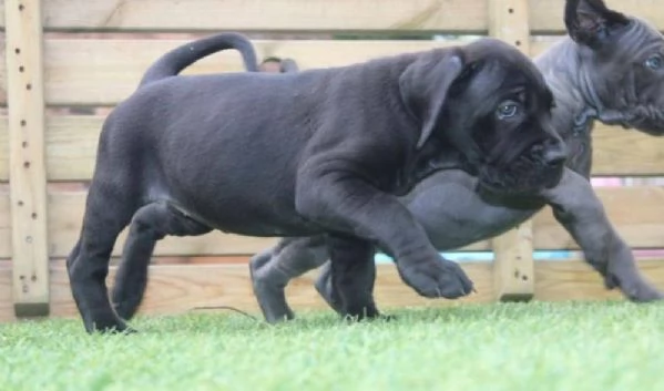 REGALO Cuccioli  di CANE CORSO.