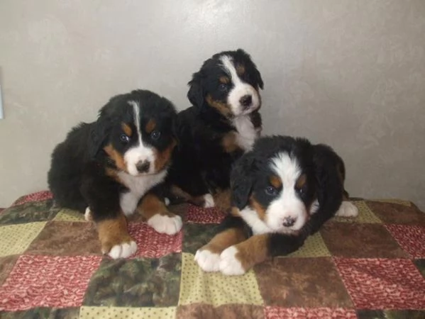 Cuccioli bovaro del bernese in Regalo.