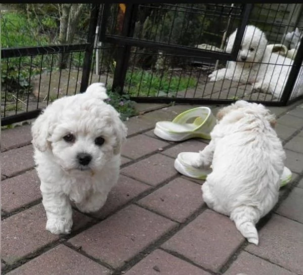 Regalo ALLEVAMENTO cane bichon frise.