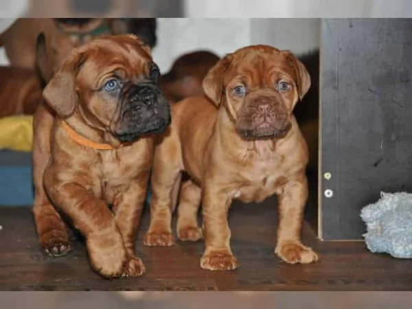 Regalo Cuccioli di dogue de bordeaux.