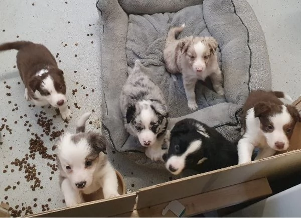 adorabili cuccioli di border collie IN ADOZIONE GRATUITI.