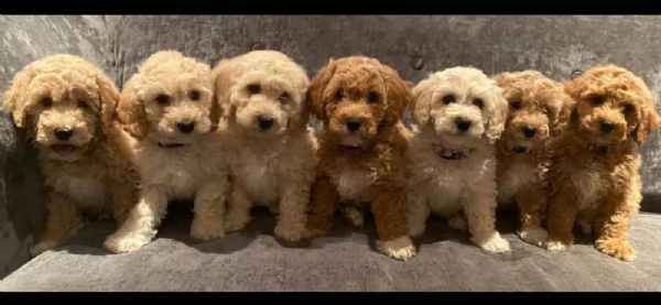 REGALO cuccioli di barboncino femminucce e maschietti disponibili ..