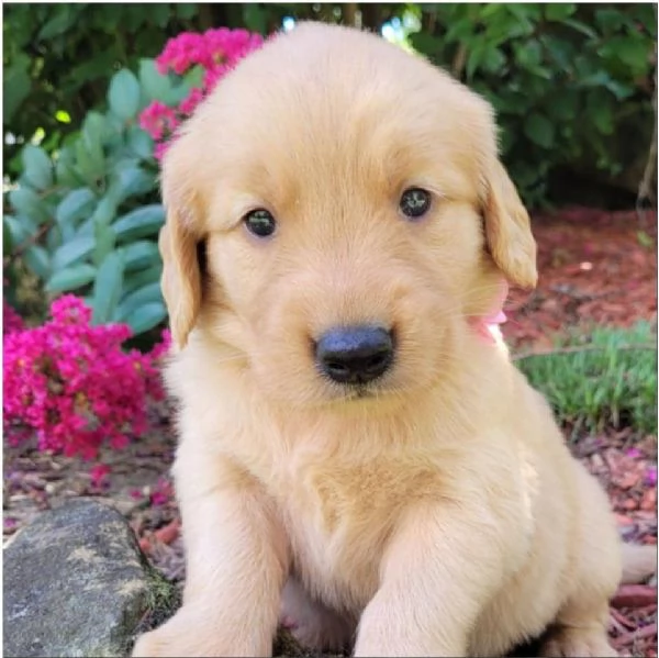REGALO Golden retriver cuccioli.