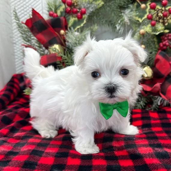 MALTESE cuccioli in adozione gratuiti ( REGALO)..