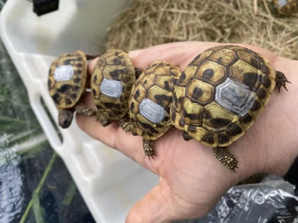 Tartarughe di terra | Foto 0