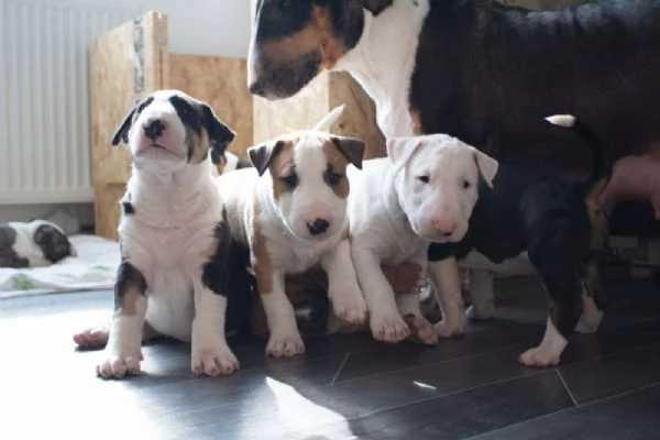 Regalo adorabili cuccioli Bull terrier femminucce e maschietti