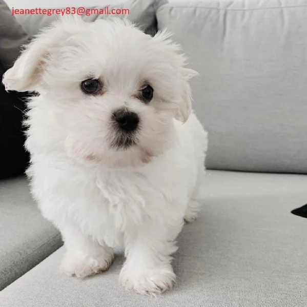 Due Cuccioli Maltese con Pedigree | Foto 4