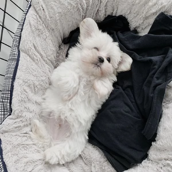 Due Cuccioli Maltese con Pedigree | Foto 3