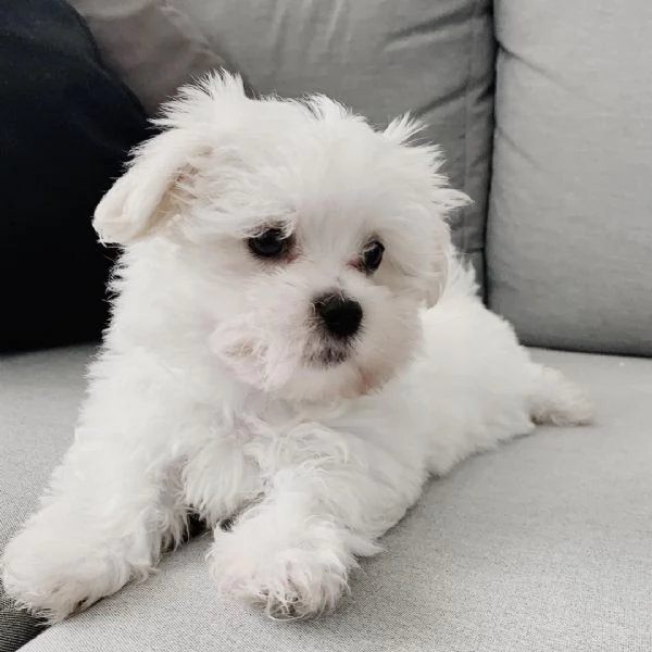 Due Cuccioli Maltese con Pedigree