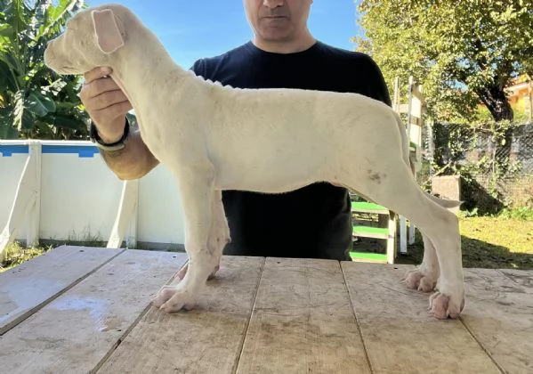 Disponibili cuccioli di dogo Argentino