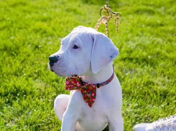 Cuccioli di Dogo Argentino | Foto 0