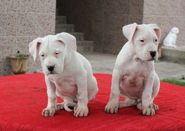 Splendidi cuccioli di Dogo Argentino!!!