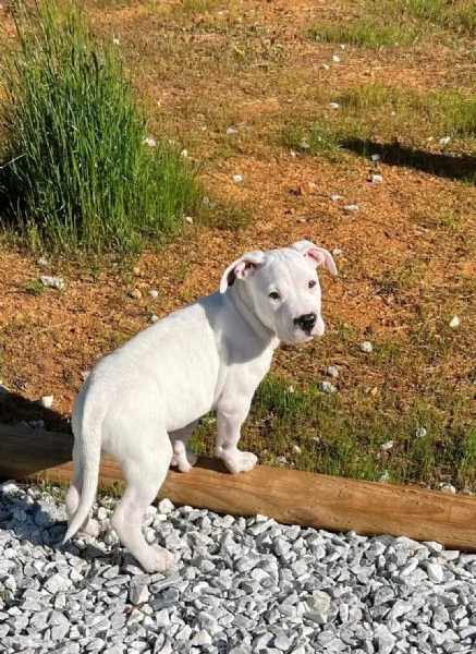 Disponibili cuccioli di dogo Argentino!!