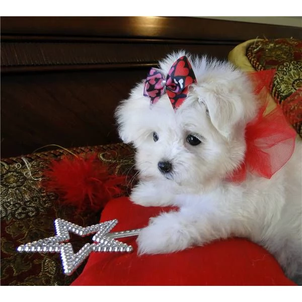 CUCCIOLI DI MALTESE.