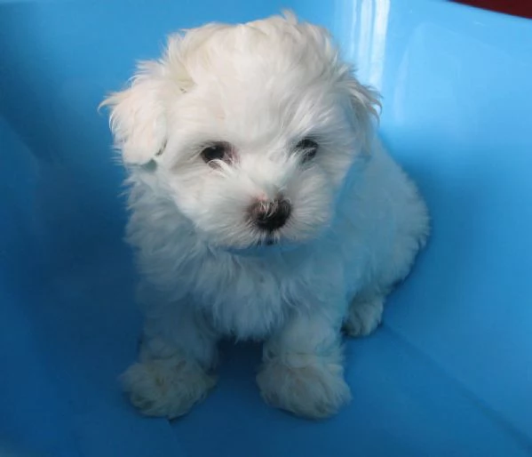 Cuccioli Maltesi maschio e femmina | Foto 0